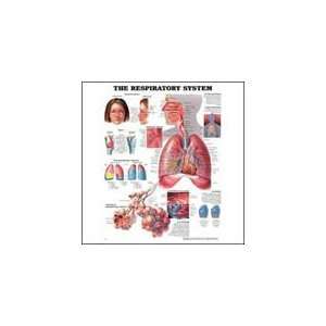  Respiratory System 3D Raised Relief Chart Health 