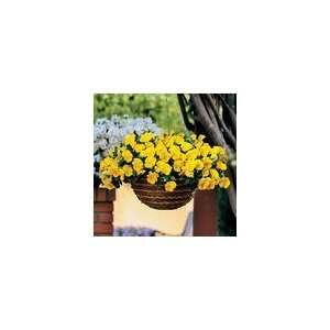    Pansy Cool Wave™ Yellow Annual Plants Patio, Lawn & Garden