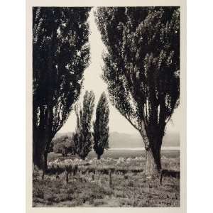  1927 Landscape Trees Richfield Utah Photogravure Hoppe 
