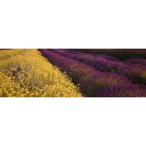  Lavender and Yellow Flower Fields, Sequim, Washington, USA 