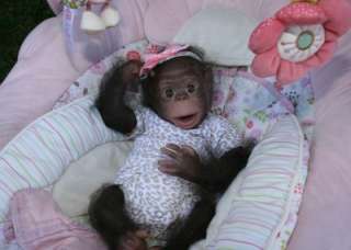 KIT for Reborn CICI Chimpanzee by Denise Pratt Prepainted Rooted with 