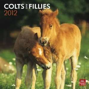  Colts & Fillies 2012 Wall Calendar 12 X 12 Office 