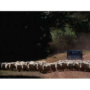  Truck Herding Sheep, Tasmania, Australia Premium 