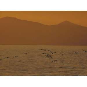  Pelicans in Flight Off Waters Near Gunnison Islands 
