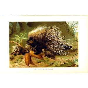  CRESTED PORCUPINE NATURAL HISTORY 1894 95 COLOUR PRINT 