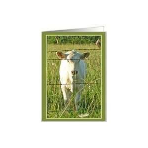  Life In The Ozarks Cow Calf Card Card Health & Personal 