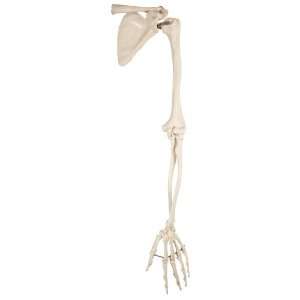   Arm Human Skeleton with Scapula and Clavicle: Industrial & Scientific