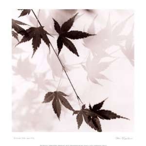   Leaves No. 1 Poster by Alan Blaustein (13.00 x 14.00)