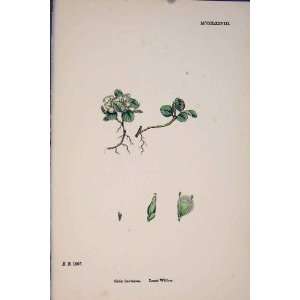  Salix Herebascea Least Willow Colour Antique Print
