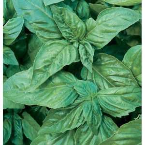  Davids Non Hybrid Herb Basil Pesto Italian Large Leaf 