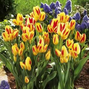   Florette Tulips   Fall Bulbs by Winston Brands Patio, Lawn & Garden