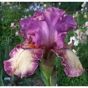  Rockstar Bearded Iris Patio, Lawn & Garden