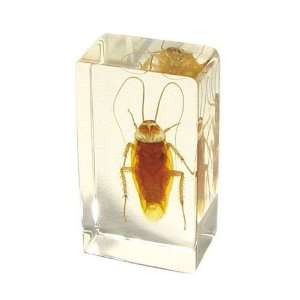   PW206 Real Bug Paperweight Regular Medium Cockroach: Office Products