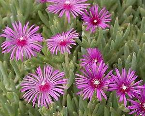 Brilliant Magenta Blooms Ice Plant 20 Quality Cuttings  