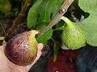 Celeste fig tree CUTTINGS!!!! Take a look!!!(honey fig)
