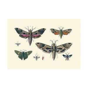 Insect Study #5 12x18 Giclee on canvas 