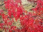 Japanese Maple WATERFALL LACELEAF HIGH GRAFTED  