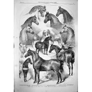    1865 Prize Horses Show Agricultural Hall Islington