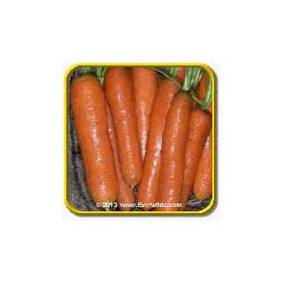  1 Lb Carrot Seeds   Little Fingers Bulk Vegetable Seeds 