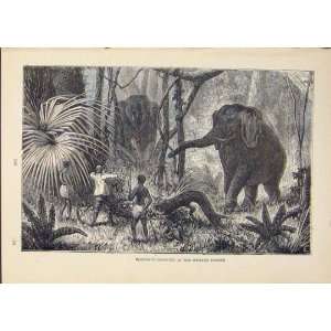  Elephant Elephants Forest Jungle Animal Animals Print: Home & Kitchen