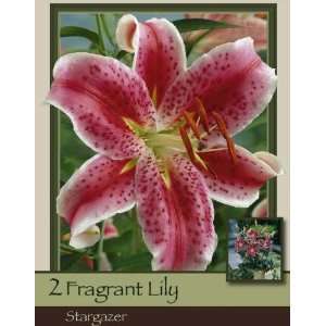  Oriental Lily Stargazer Pack of 2 Bulbs Patio, Lawn 