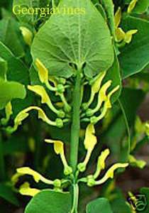 Aristolochia clematitis Creeping Dutchman Pipe 10 seeds  