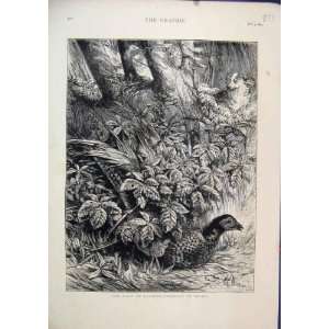  1873 October Scene Pheasant Covert Dog Hedge Trees