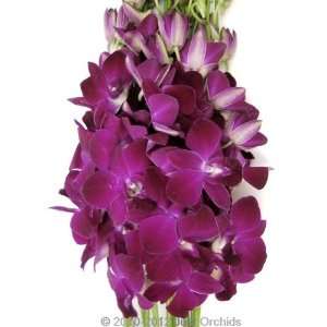 Fresh Flowers   Deep Purple Dendrobium Orchids  Grocery 