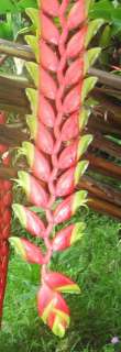   Heliconia Standleyi GIANT LOBSTER CLAW Beautiful Hanging 6ft Flowers