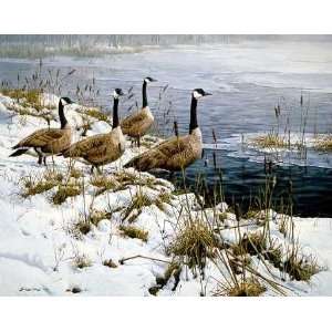     Among the Cattails   Canada Geese Artists Proof