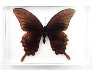 Real butterfly Chinese Peacock   Papilio bianor specimen encased 