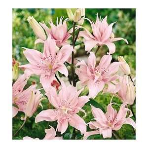  Lily   Asiatic   Double   Spring Pink Patio, Lawn 