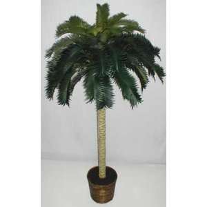 68 Tropical Cycas Palm Tree 