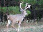   wildlife hunting reserve our gun season opens september 15 and closes