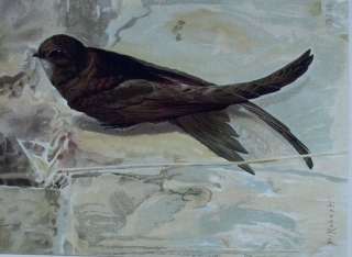 1880 LEO PAUL ROBERT FOLIO ANTIQUE BIRD PRINT: SWIFT  