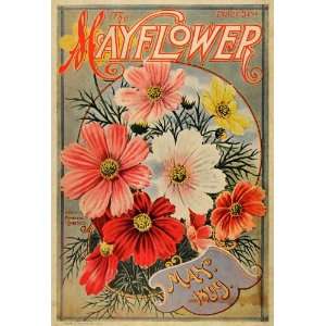 1899 Cover Flower Cosmos Perennial Blossom Garden Leaf 