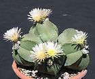   myriostigma nudun rare cacti exotic flowering cactus seed 15