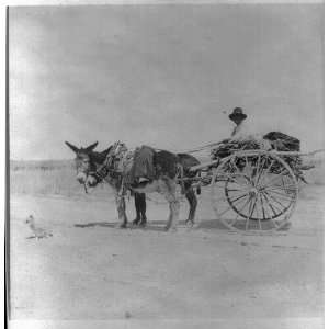  Mexican Americans,2 donkey cart,Southwestern US.c1901 