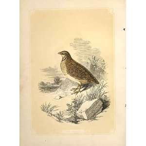    The Quail 1860 Coloured Engraving Sepia Style Birds