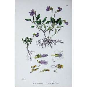   Botany Plants C1902 Dillenius Dog Violet Viola Flowers: Home & Kitchen