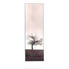 None Cherry Blossom Tree   Poster by Alan Blaustein (9x24)