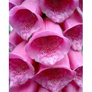  1000 PINK FOXGLOVE Digiitalis Purpurea Flower Seeds Patio 