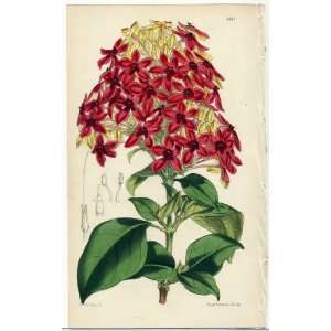 Antique 1875 Curtis Botanical Print   Eranthemum hypocrateriforme