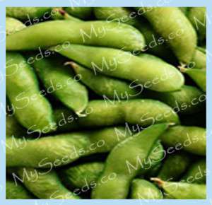 50 x Japanese Edamame seeds ~ Soy Bean HIGH IN PROTEIN  