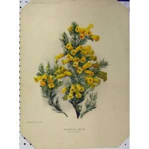  1897 Greenhouse Heath Yellow Flowers Green Stem Print 