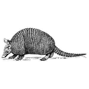   Pack of 12 Parchment Gift Tags Line Drawing Armadillo
