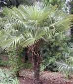 Trachycarpus fortunei Windmill Palm Seeds  