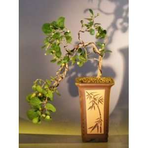 Bonsai Boys Mistletoe Fig   Cascade Style ficus diversifolia  