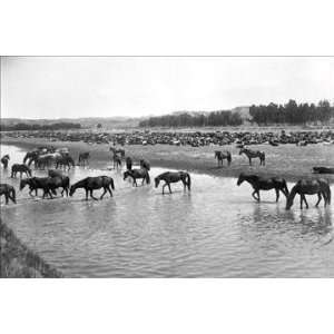 Exclusive By Buyenlarge Horses crossing the river at Round up Camp 