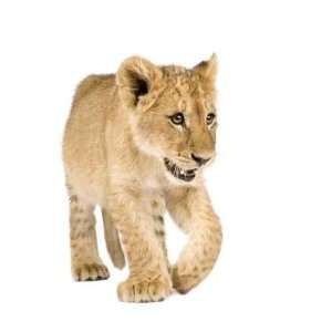  Lion Cub (4 Months) in Front of a White Background   Peel 